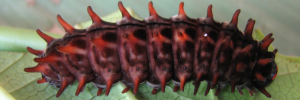 Larvae